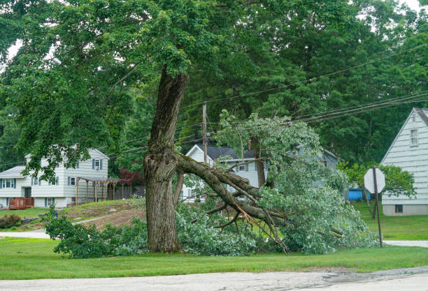 Tree Service